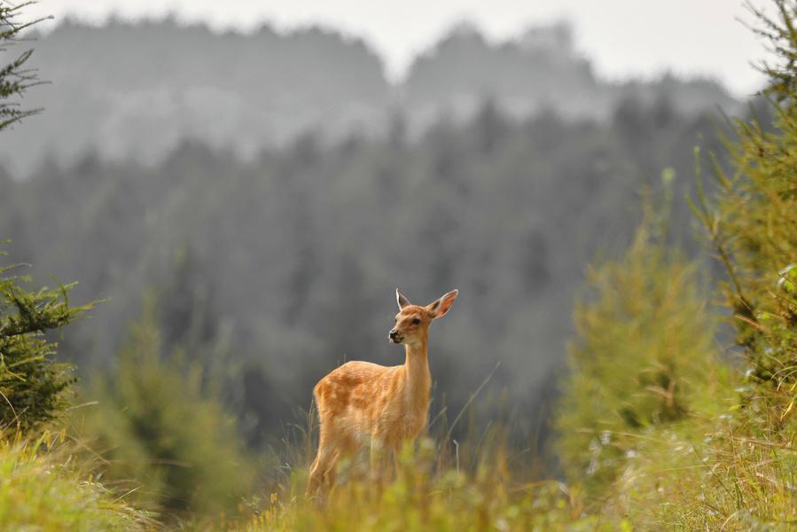 Sika deer herds thrive in NE China's Qiqihar nature reserve