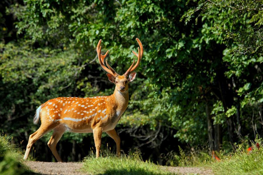 Sika deer herds thrive in NE China's Qiqihar nature reserve