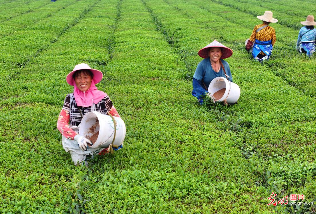 Farmers tend to autumn tea crop in E China's Jiangxi