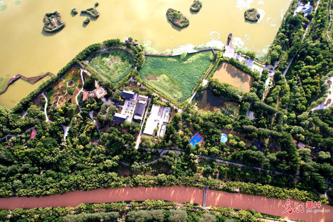 Lush wetland scenery in Yinchuan, China's Ningxia