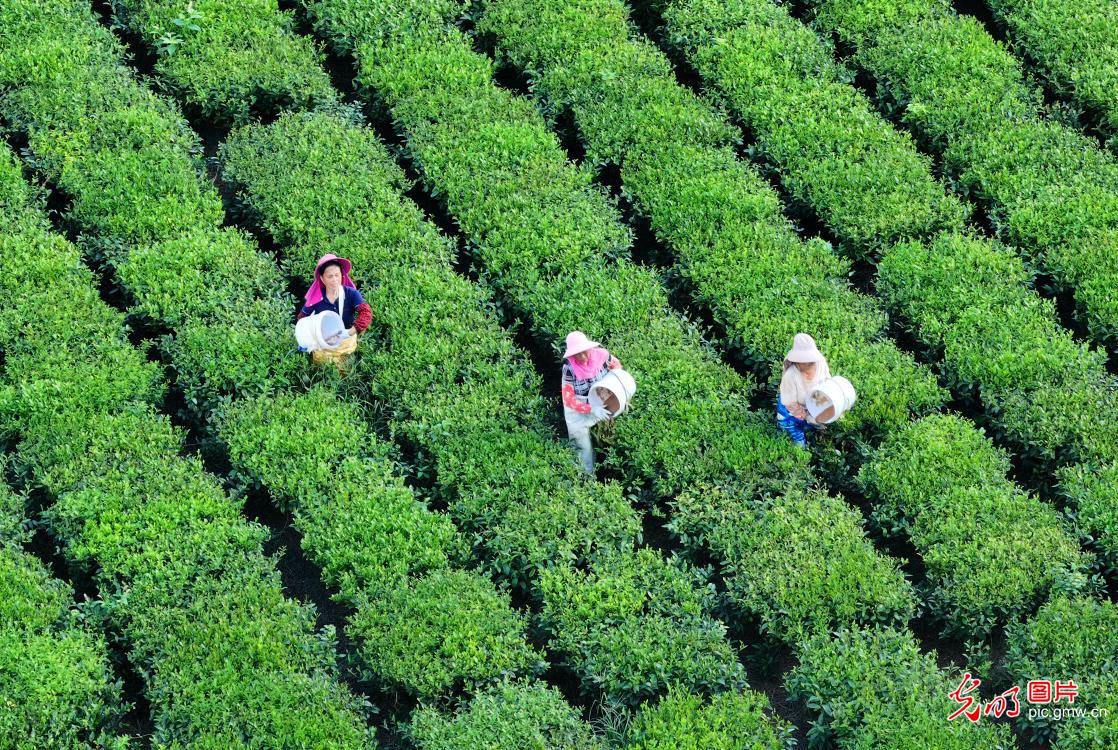 Farmers tend to autumn tea crop in E China's Jiangxi