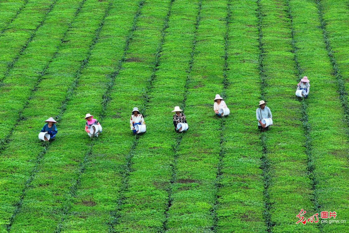 Farmers tend to autumn tea crop in E China's Jiangxi