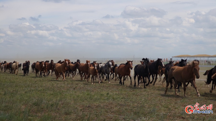 Horse racing and equestrian performances highlight Naadam Festival