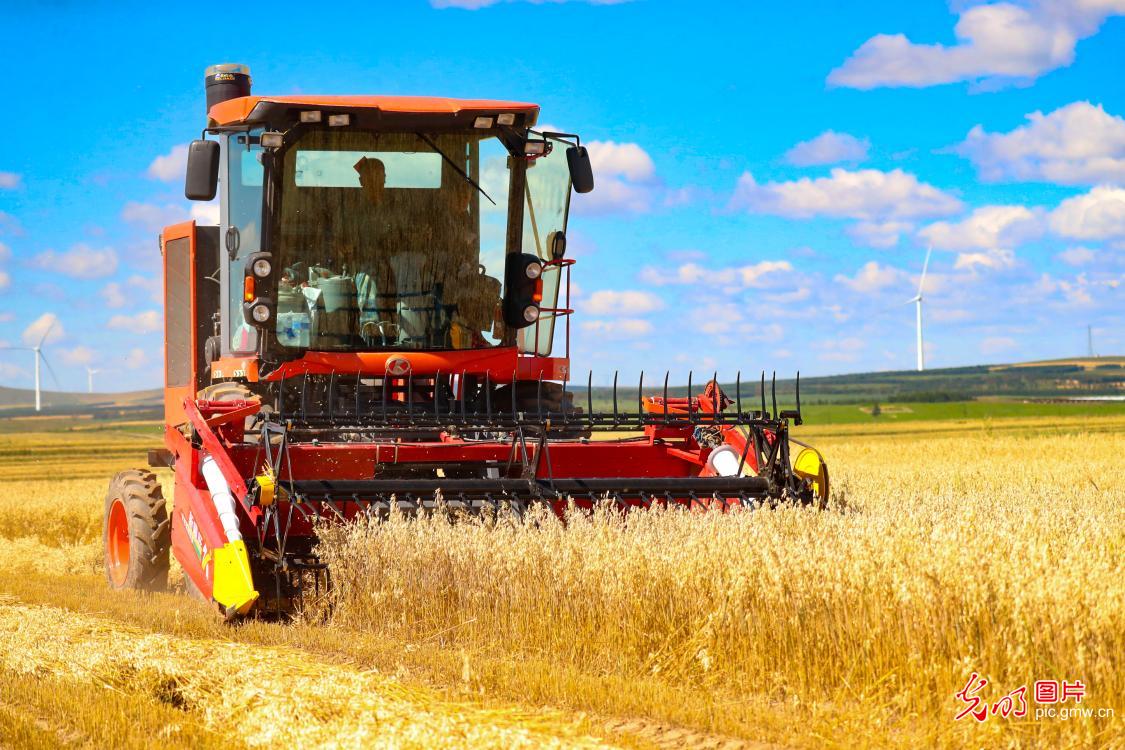 Farmers race to harvest naked oats in N China's Inner Mongolia Farmers race to harvest naked oats in N China's Inner Mongolia