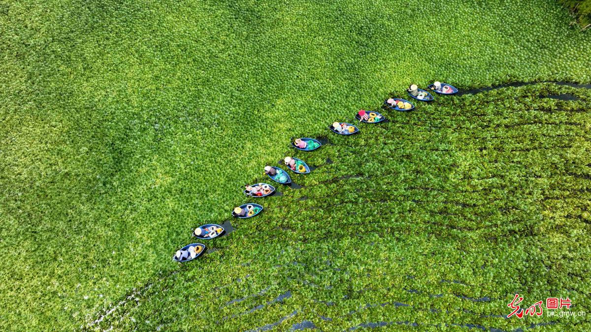Harvest of water caltrops in E China's Jiangxi Harvest of water caltrops in E China's Jiangxi