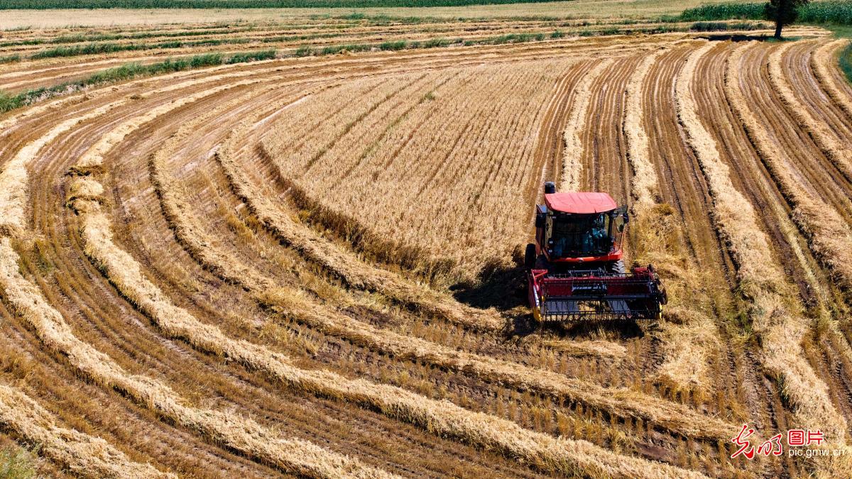 Farmers race to harvest naked oats in N China's Inner Mongolia Farmers race to harvest naked oats in N China's Inner Mongolia