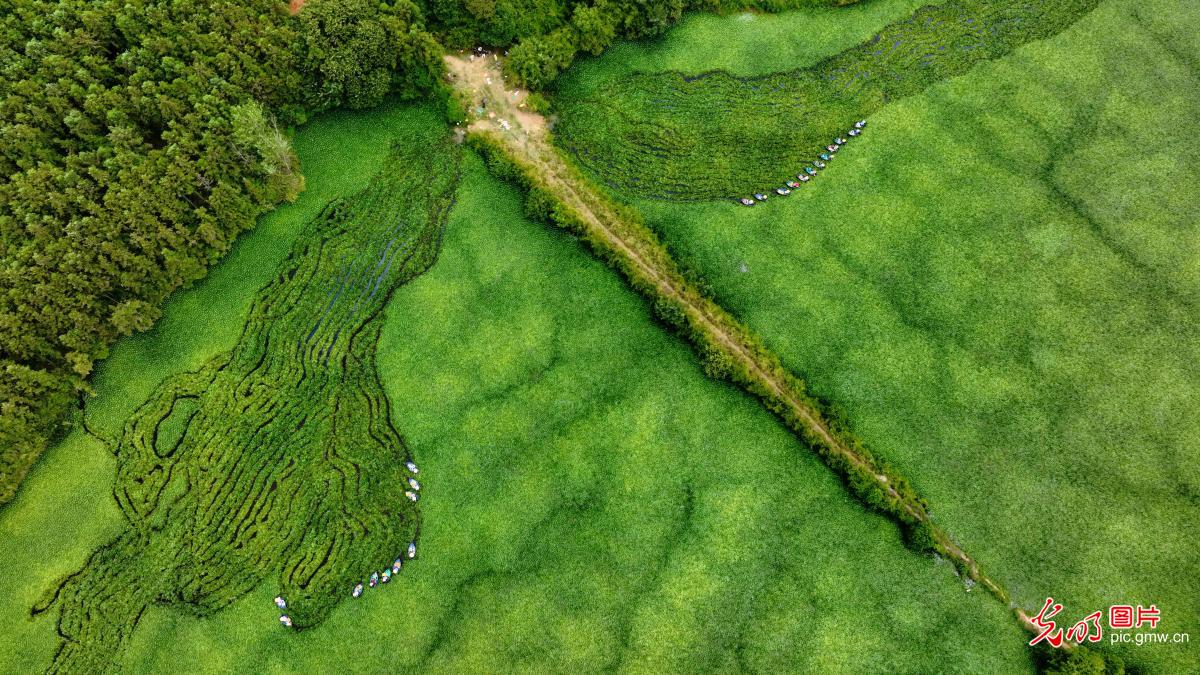 Harvest of water caltrops in E China's Jiangxi Harvest of water caltrops in E China's Jiangxi