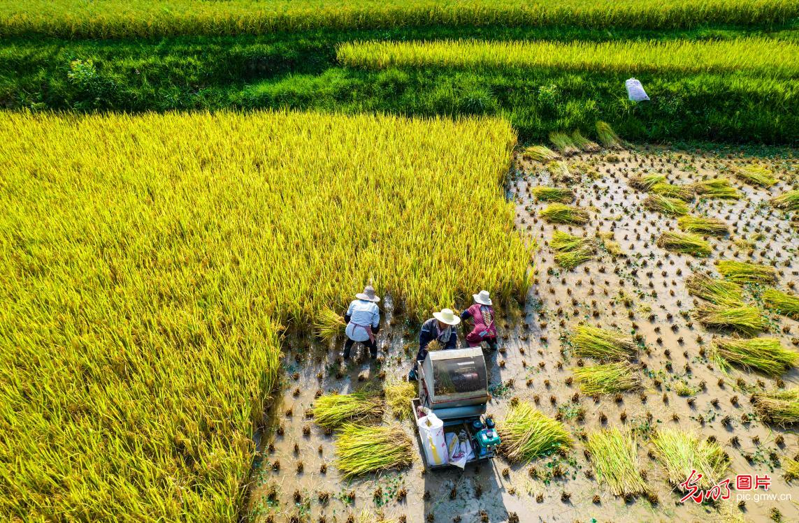 Rice harvest underway in SW China's Guizhou Rice harvest underway in SW China's Guizhou