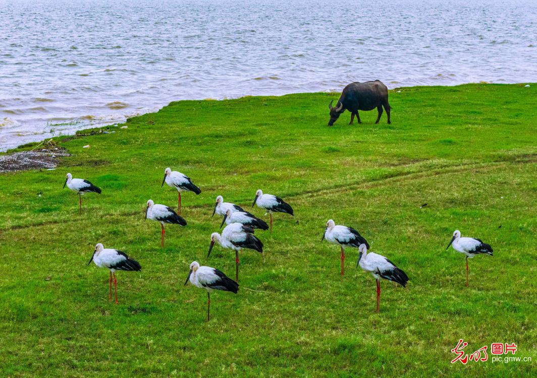 Oriental storks thrive in wetlands of E China's Jiangsu Oriental storks thrive in wetlands of E China's Jiangsu