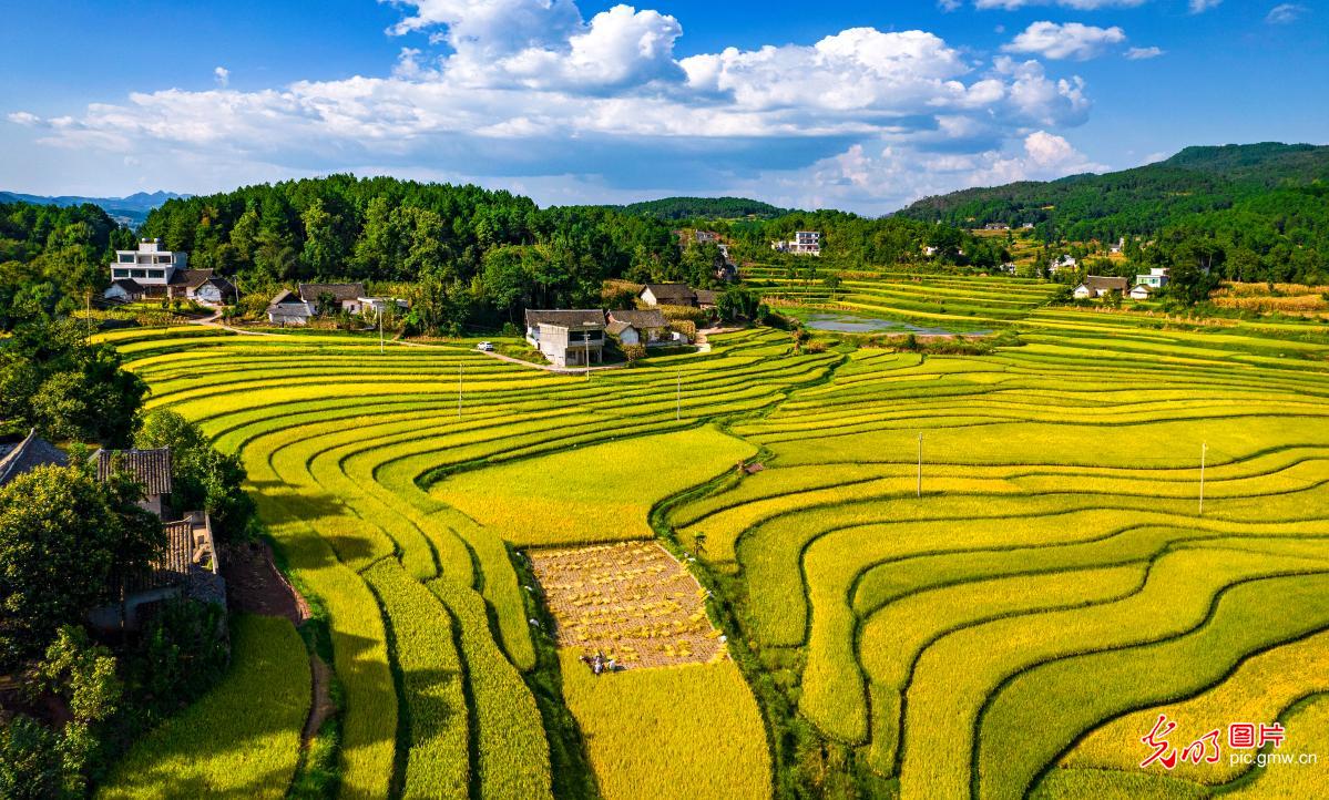 Rice harvest underway in SW China's Guizhou Rice harvest underway in SW China's Guizhou