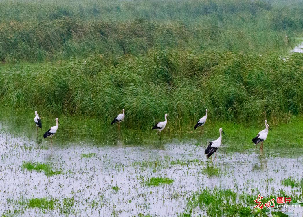 Oriental storks thrive in wetlands of E China's Jiangsu Oriental storks thrive in wetlands of E China's Jiangsu