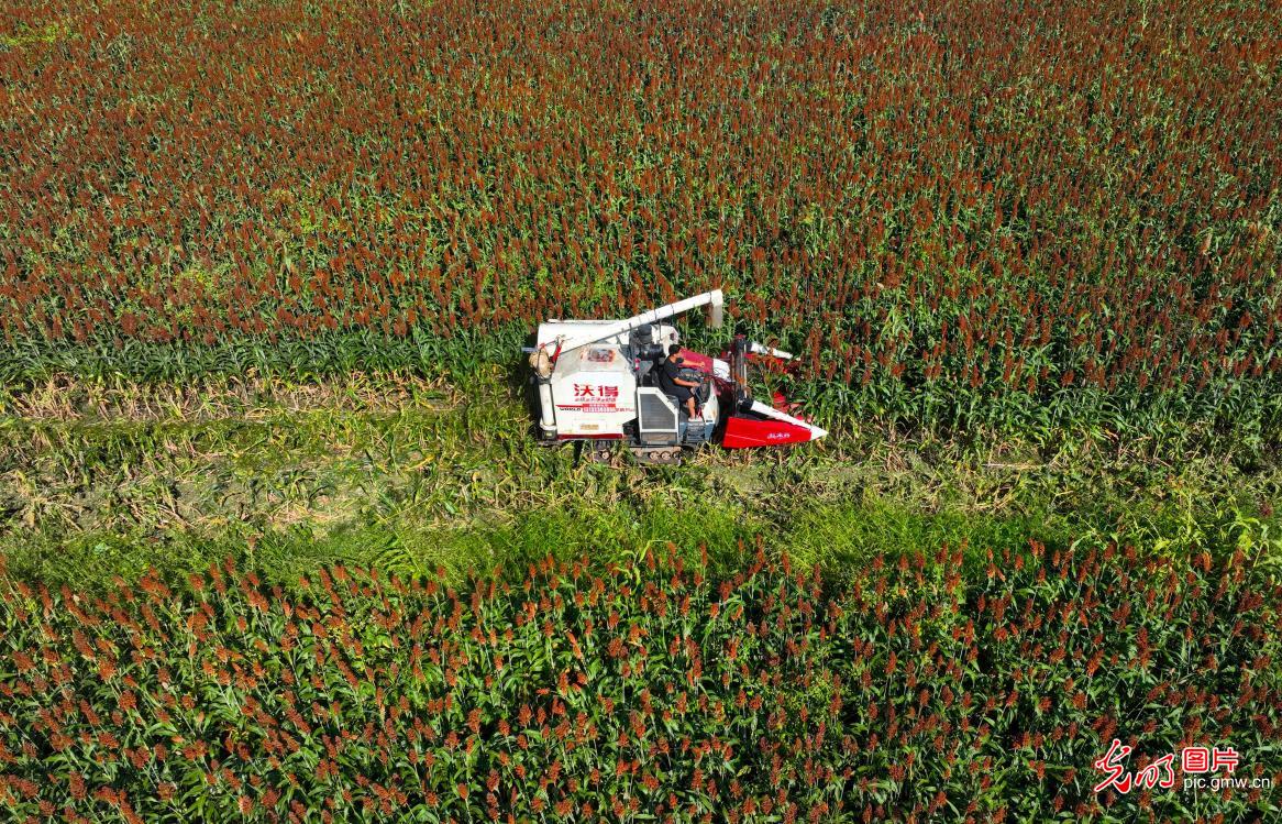 Red sorghum harvest brings new vitality to SW China's Chongqing Red sorghum harvest brings new vitality to SW China's Chongqing