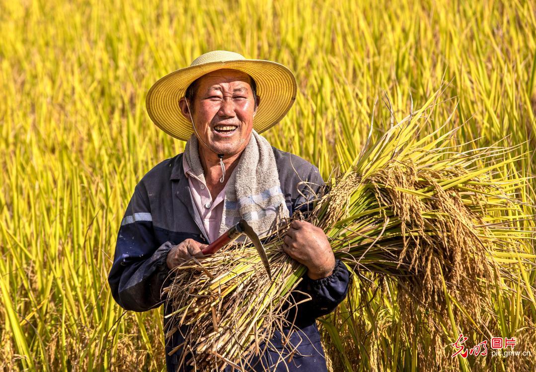 Rice harvest underway in SW China's Guizhou Rice harvest underway in SW China's Guizhou