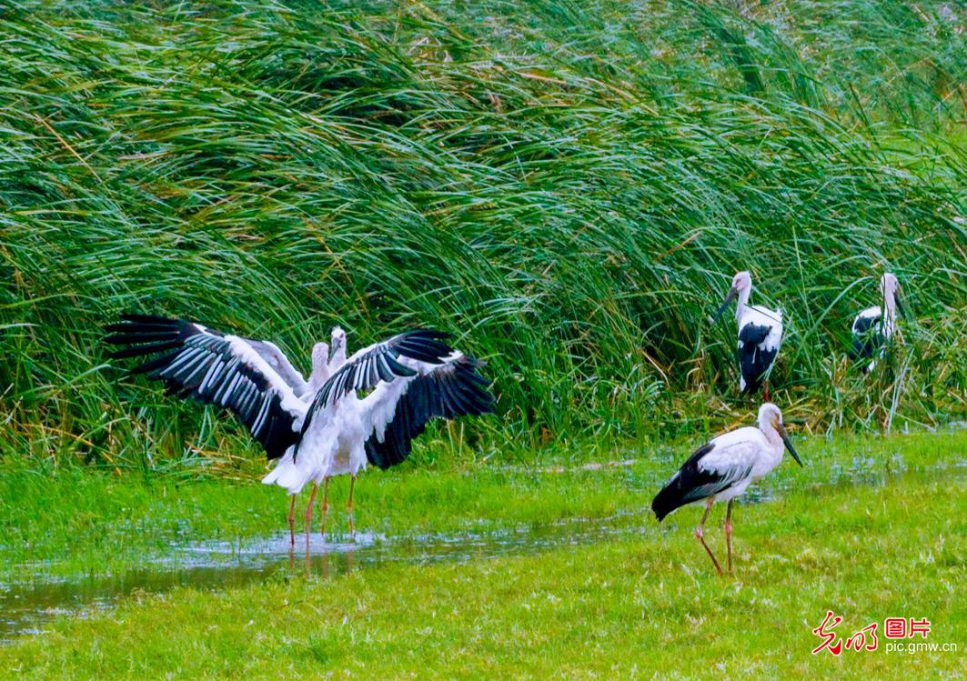 Oriental storks thrive in wetlands of E China's Jiangsu Oriental storks thrive in wetlands of E China's Jiangsu
