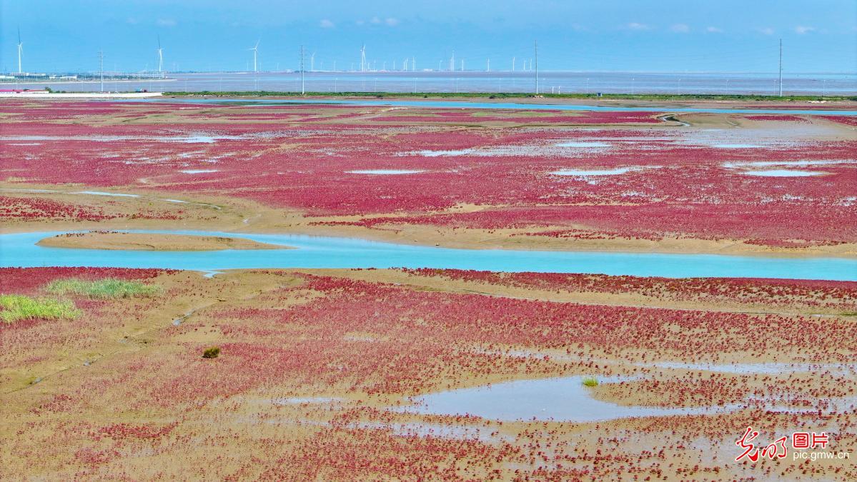 Red saltwort paints coastal wetlands red in E China's Shandong Red saltwort paints coastal wetlands red in E China's Shandong