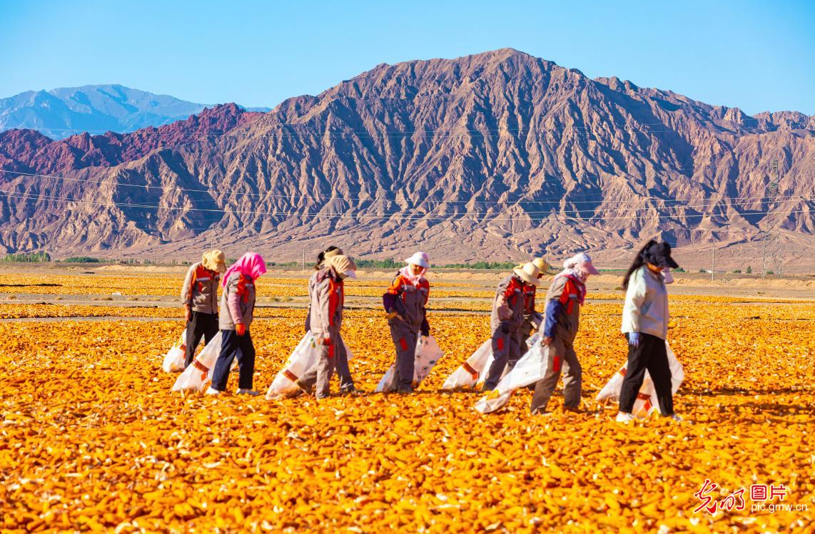 Golden corn harvest brings bustling scene to Gobi Desert