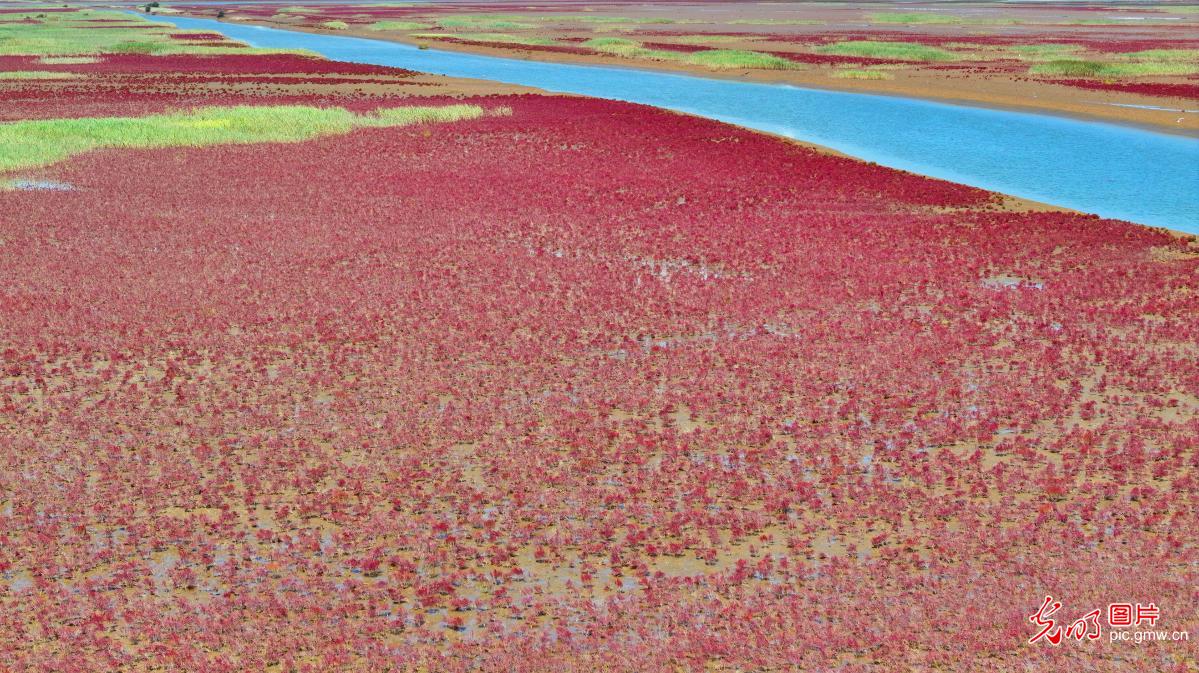 Red saltwort paints coastal wetlands red in E China's Shandong Red saltwort paints coastal wetlands red in E China's Shandong