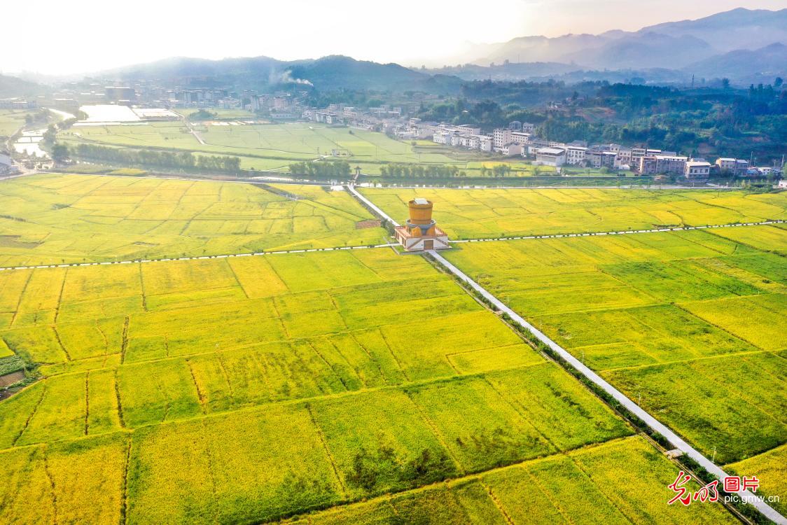 Bountiful rice harvest shines in morning light in China's Hubei