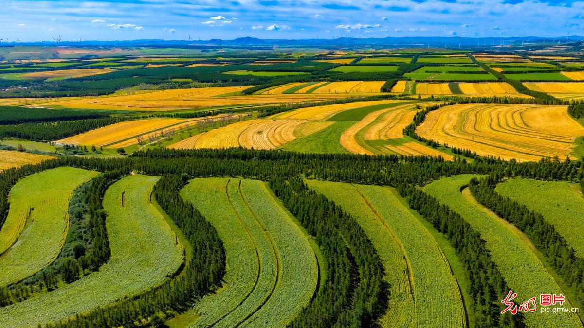 Autumn fields herald bountiful harvest in N China's Inner Mongolia Autumn fields herald bountiful harvest in N China's Inner Mongolia