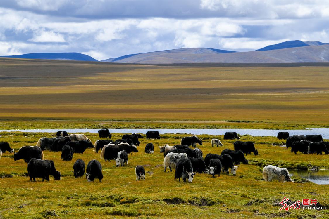 Early autumn paints Jiacang Grassland in stunning hues in NW China's Qinghai Early autumn paints Jiacang Grassland in stunning hues in NW China's Qinghai