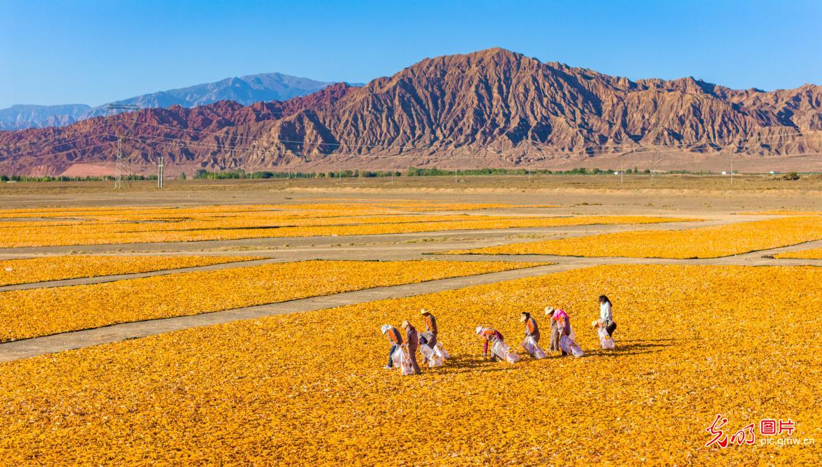 Golden corn harvest brings bustling scene to Gobi Desert