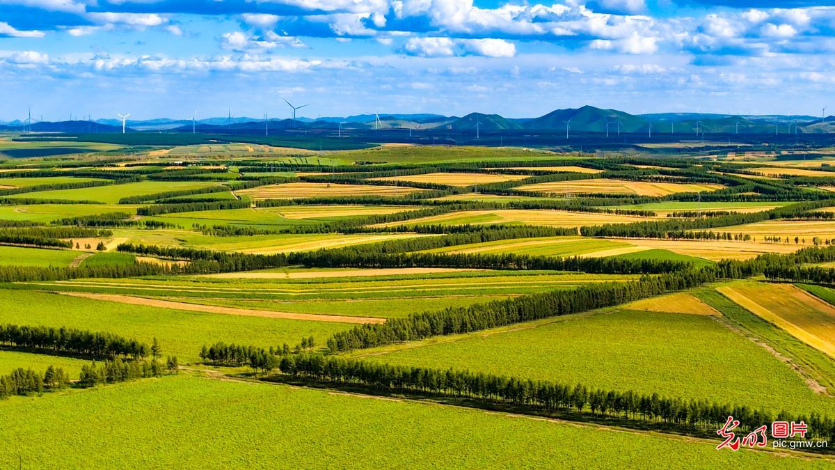 Autumn fields herald bountiful harvest in N China's Inner Mongolia Autumn fields herald bountiful harvest in N China's Inner Mongolia