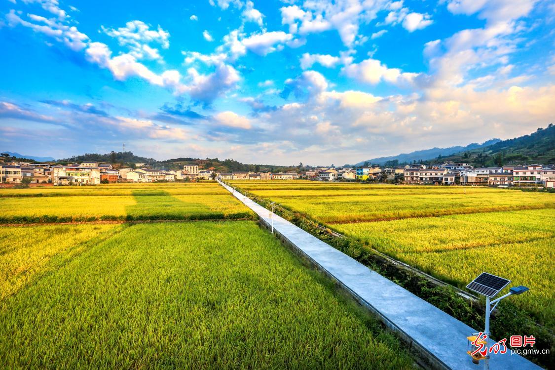 Bountiful rice harvest shines in morning light in China's Hubei