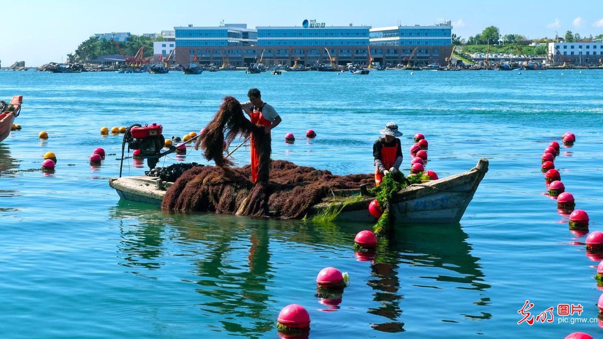 Workers harvest seaweed in E China's Shandong