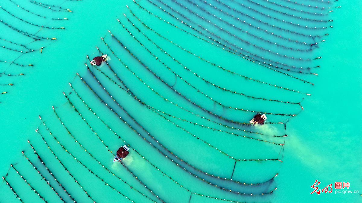 Workers harvest seaweed in E China's Shandong