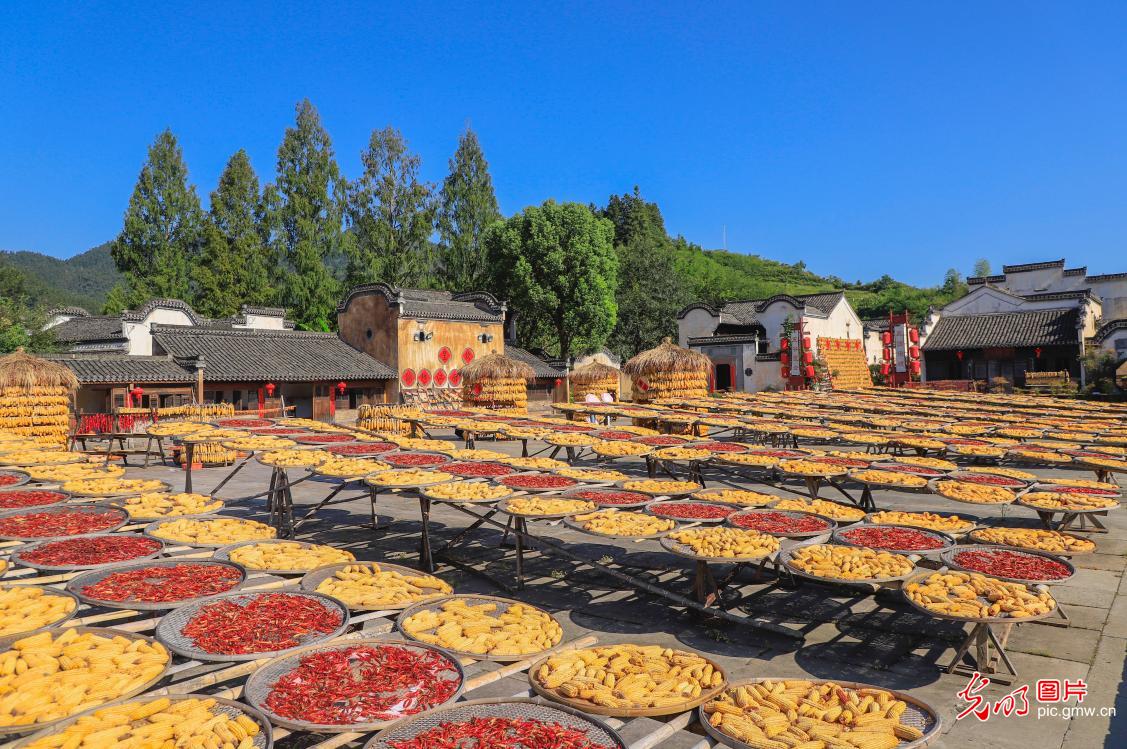 Autumn sun-drying in Huangshan, China's Anhui