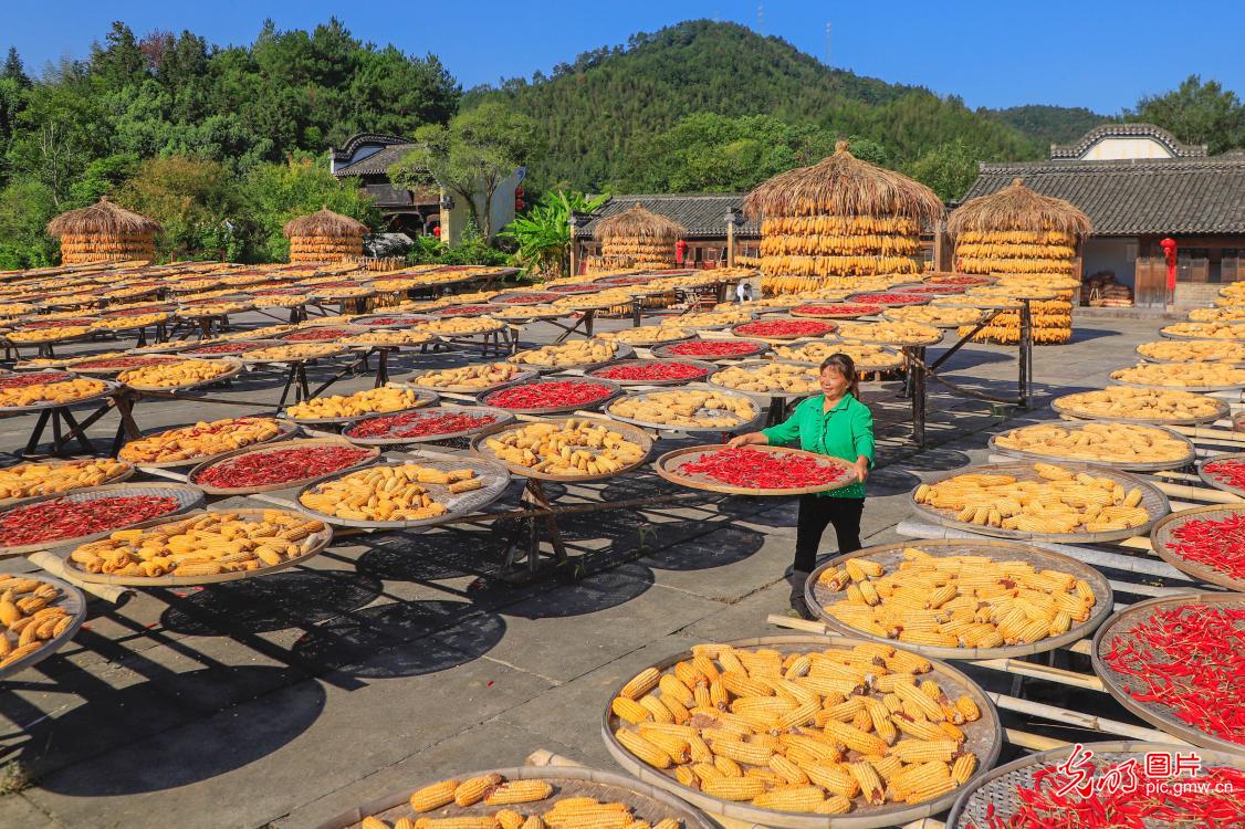 Autumn sun-drying in Huangshan, China's Anhui