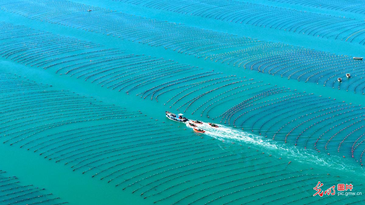 Workers harvest seaweed in E China's Shandong