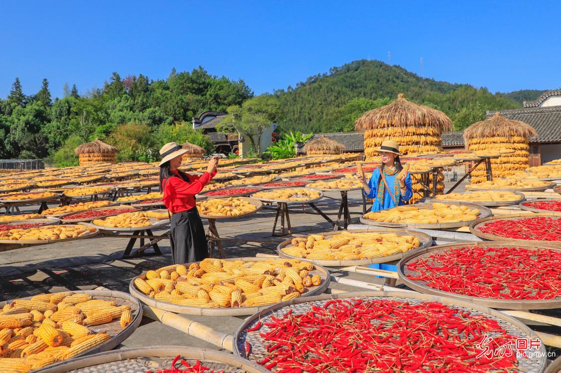 Autumn sun-drying in Huangshan, China's Anhui