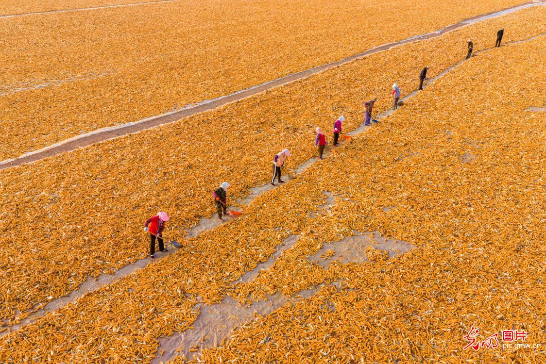 Golden harvest fills the Gobi landscape