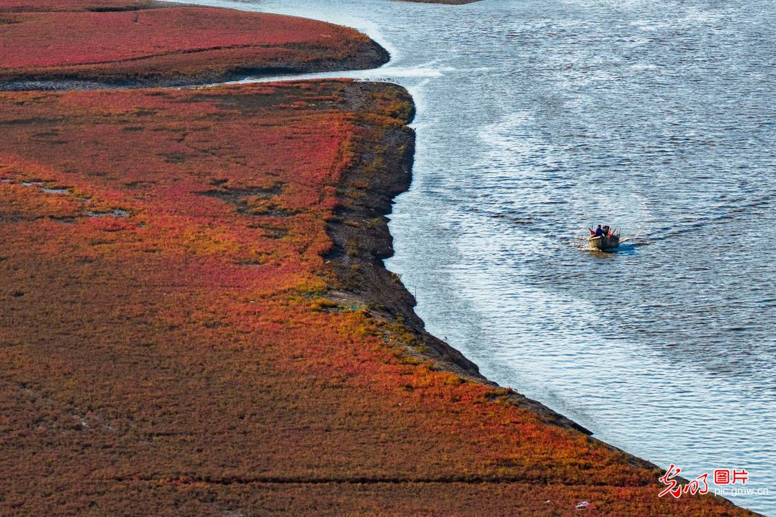 Qingdao’s red beach wetland enters best viewing season