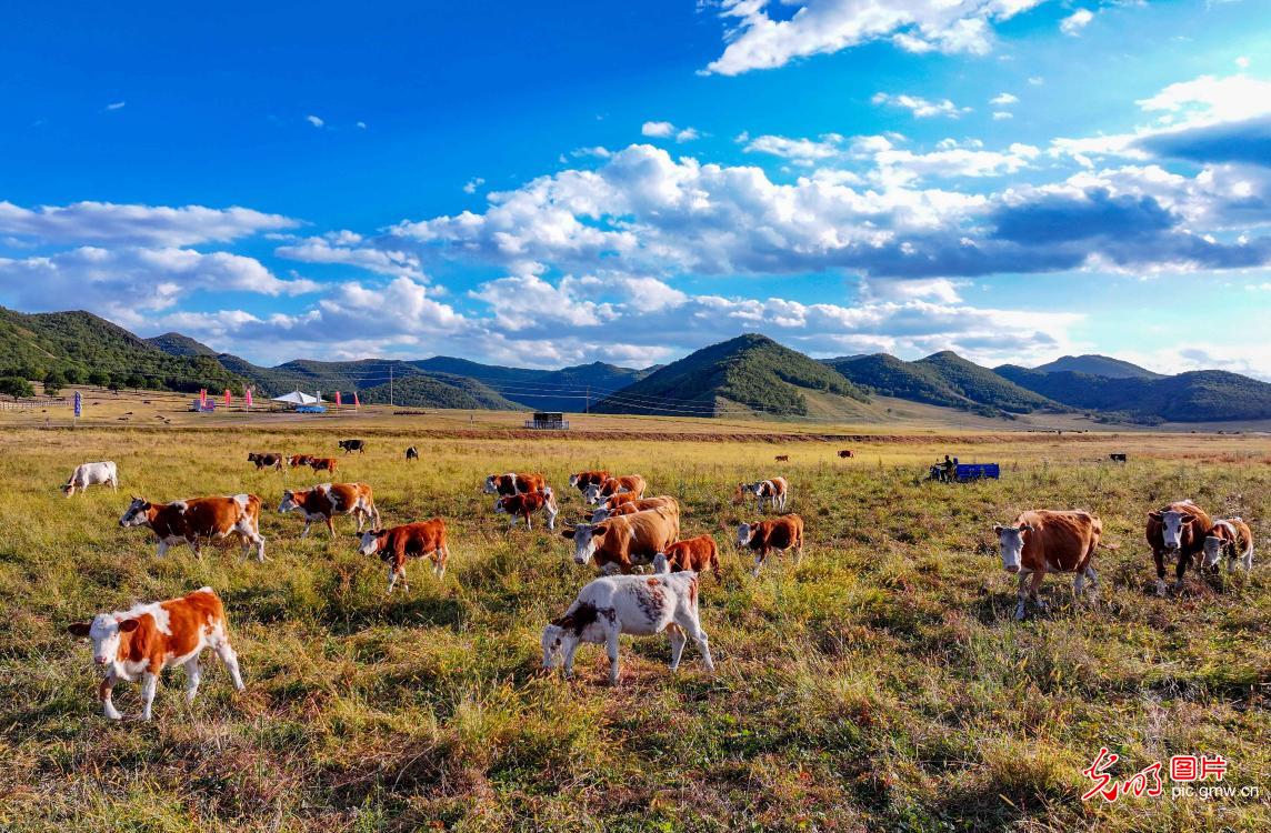Autumn paints the grasslands in vibrant hues