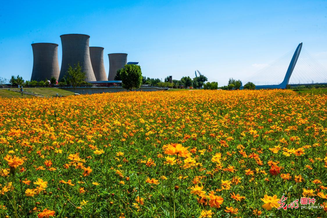 Golden blooms brighten Beijing's Yongding River