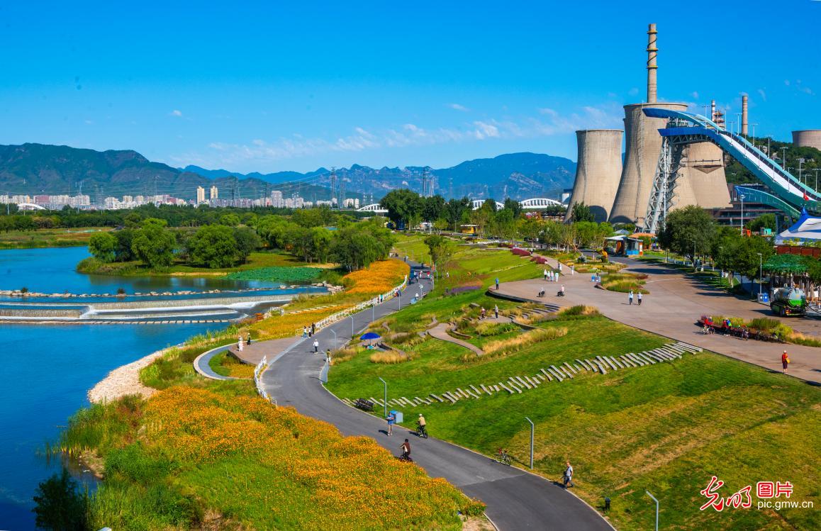 Golden blooms brighten Beijing's Yongding River