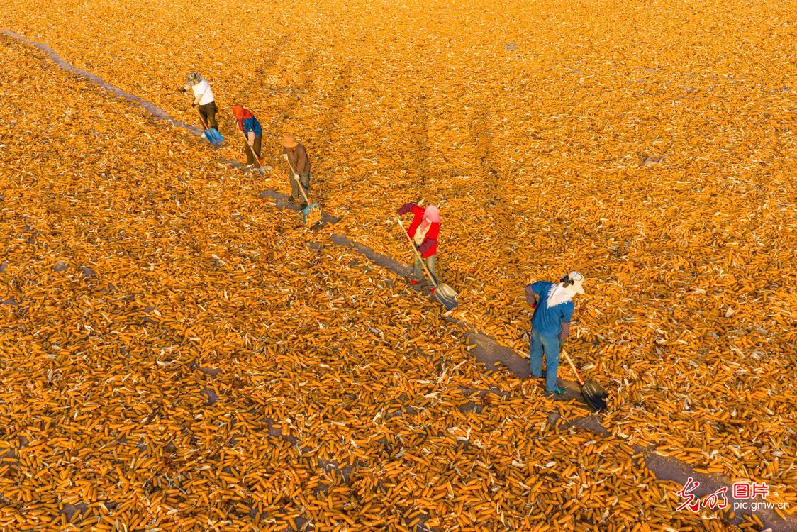 Golden harvest fills the Gobi landscape