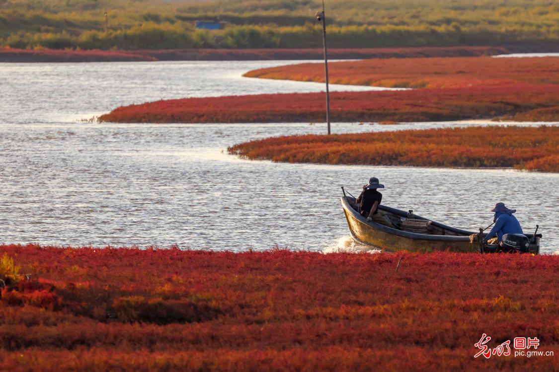 Qingdao’s red beach wetland enters best viewing season