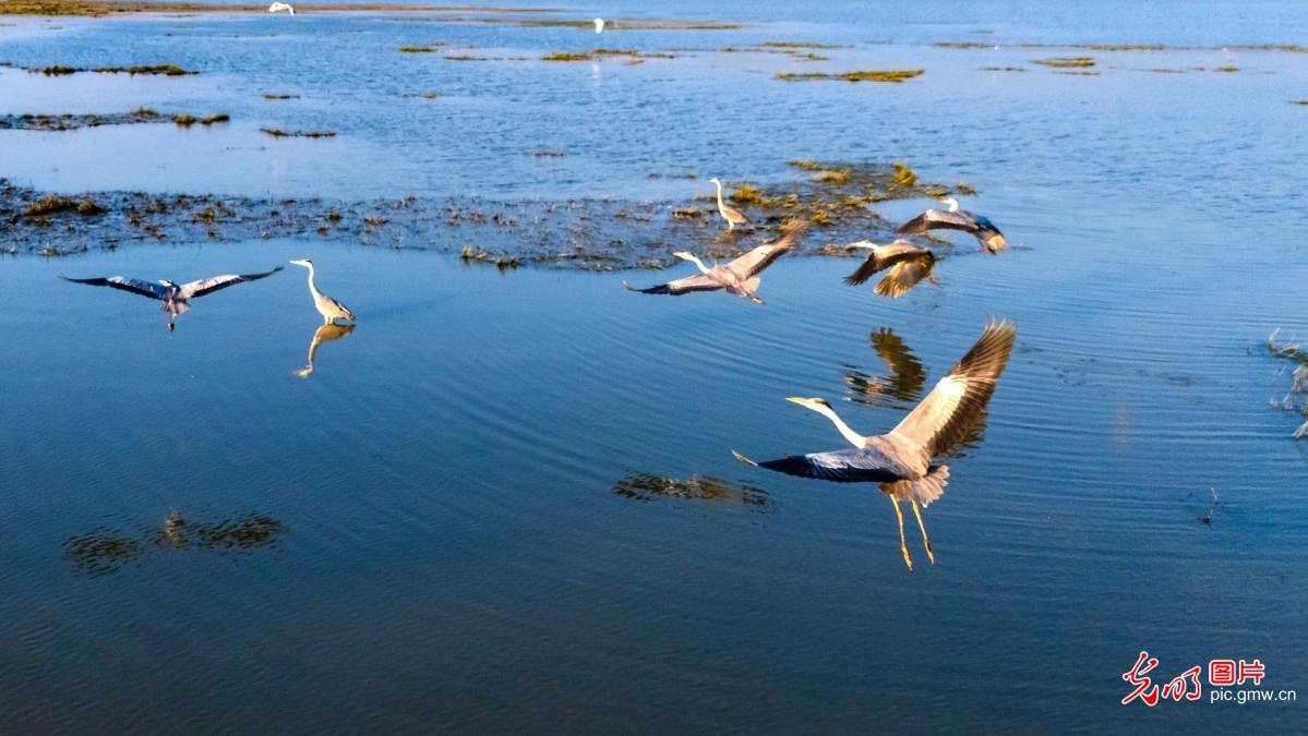 Migratory birds grace autumn scenery of Poyang Lake wetland Migratory birds grace autumn scenery of Poyang Lake wetland