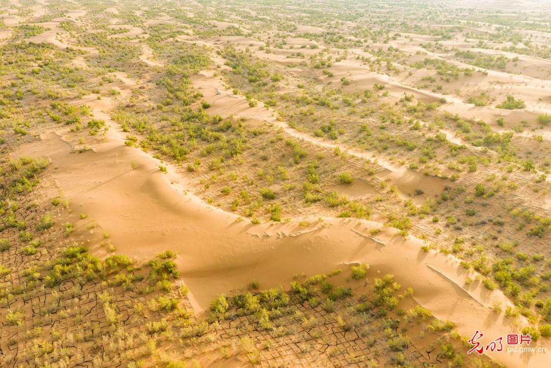 Greenery thrives in NW China's desert Greenery thrives in NW China's desert