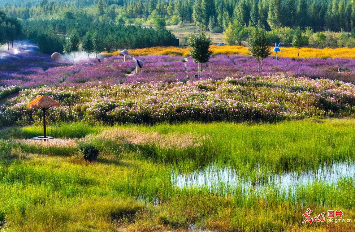 Flower sea attracts visitors in N China's Inner Mongolia Flower sea attracts visitors in N China's Inner Mongolia