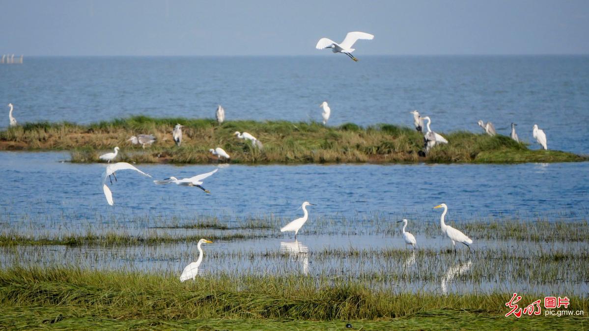 Migratory birds grace autumn scenery of Poyang Lake wetland Migratory birds grace autumn scenery of Poyang Lake wetland