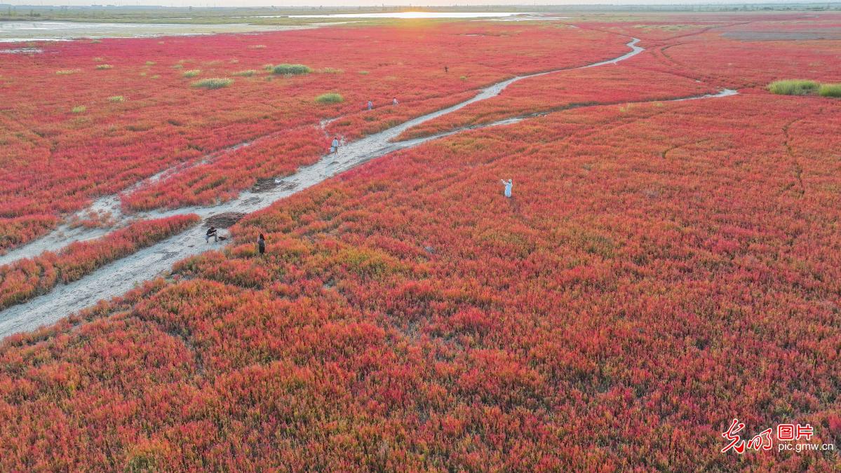 Colorful wetland in E China's Jiangsu Colorful wetland in E China's Jiangsu