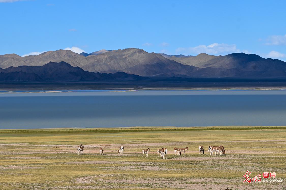 Autumn lake adds color to plateau landscape in Xizang Autumn lake adds color to plateau landscape in Xizang