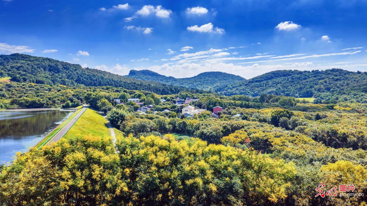 Picturesque autumn countryside in E China's Jiangsu Picturesque autumn countryside in E China's Jiangsu