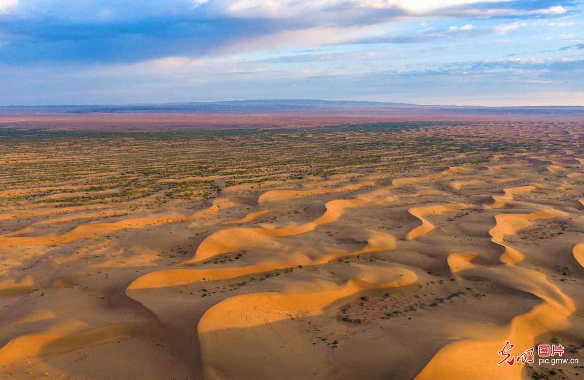 Greenery thrives in NW China's desert Greenery thrives in NW China's desert