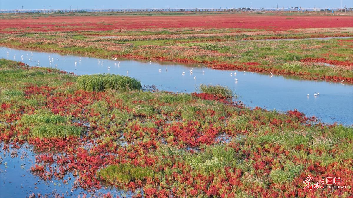 Colorful wetland in E China's Jiangsu Colorful wetland in E China's Jiangsu