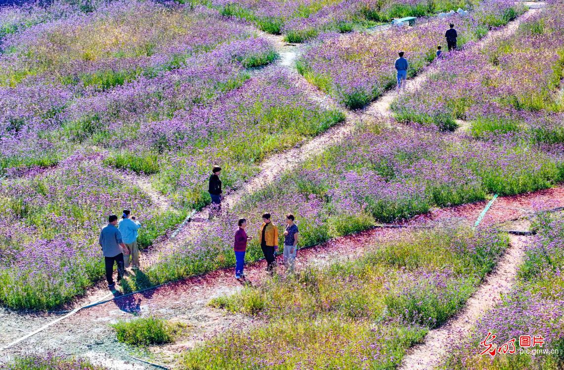 Flower sea attracts visitors in N China's Inner Mongolia Flower sea attracts visitors in N China's Inner Mongolia